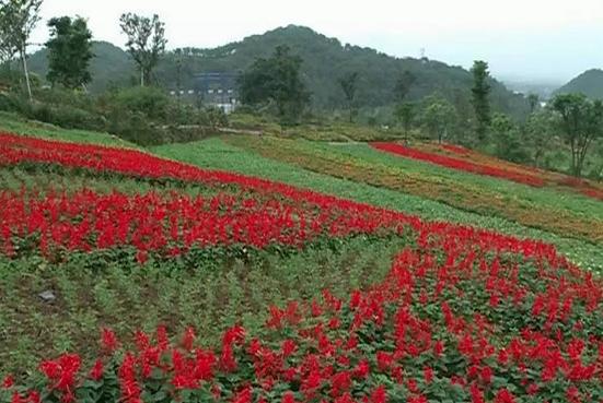 成都国庆悠闲一点到绵竹九龙吧！邻家女孩的感觉！