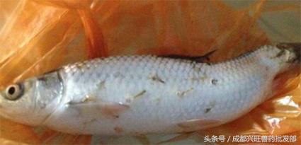 鱼塘里起锚头蚤怎么回事,鱼塘锚头蚤怎么治