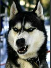 狗狗换牙要注意些什么,狗狗换牙期间应注意哪些问题