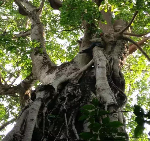 缅甸野人山砍树,村民在原始次生林发现仙草