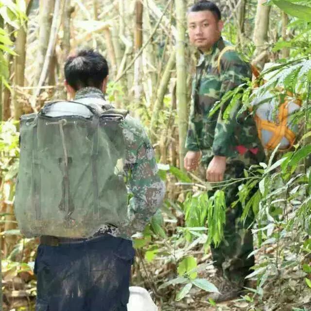 缅甸野人山砍树,村民在原始次生林发现仙草