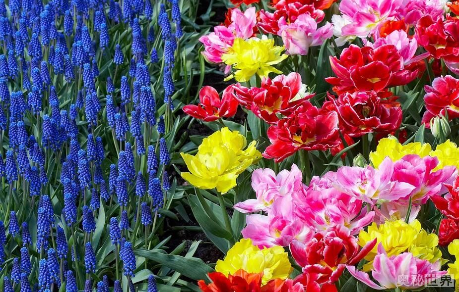 花团锦簇的意思,花团锦簇造句