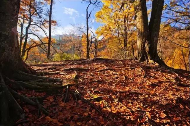 如果你来广元,我才不带你去剑门关嘞!