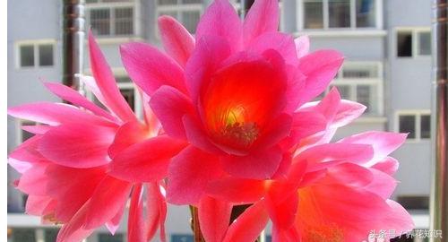 教你如何养花,教你如何养花红掌