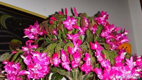 教你如何养花,教你如何养花红掌