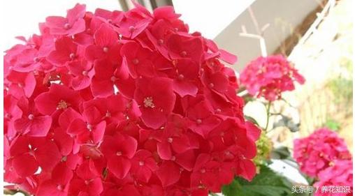 教你如何养花,教你如何养花红掌