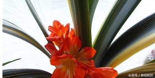 教你如何养花,教你如何养花红掌