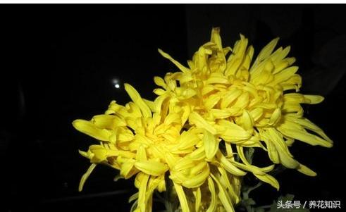 教你如何养花,教你如何养花红掌