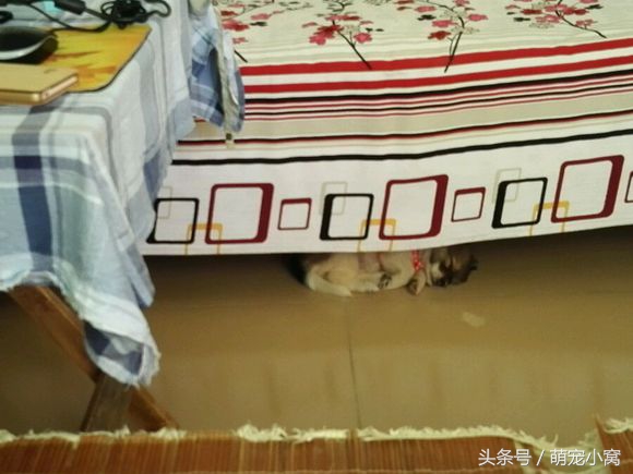 小狗奇遇记动画片,小狗奇遇记完整