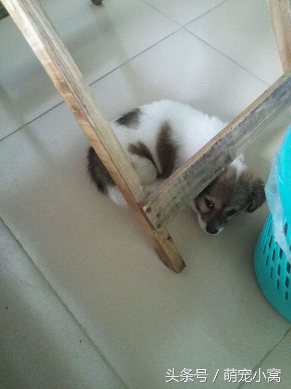 小狗奇遇记动画片,小狗奇遇记完整