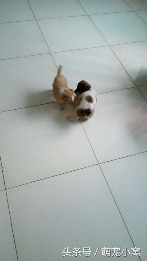 小狗奇遇记动画片,小狗奇遇记完整