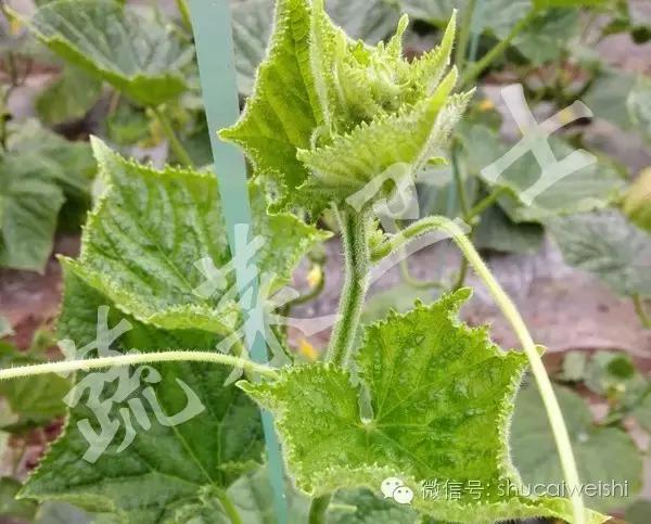 黄瓜苗花叶病毒病,黄瓜病毒病讲解