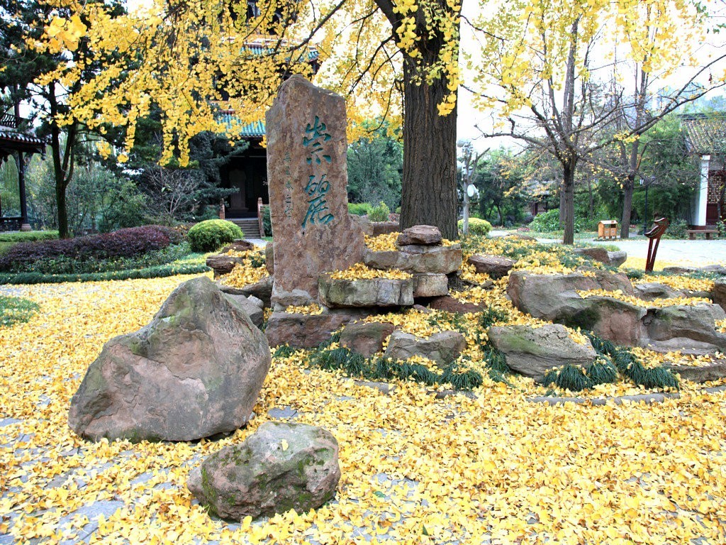 历史节目讲薛涛,薛涛传奇一生