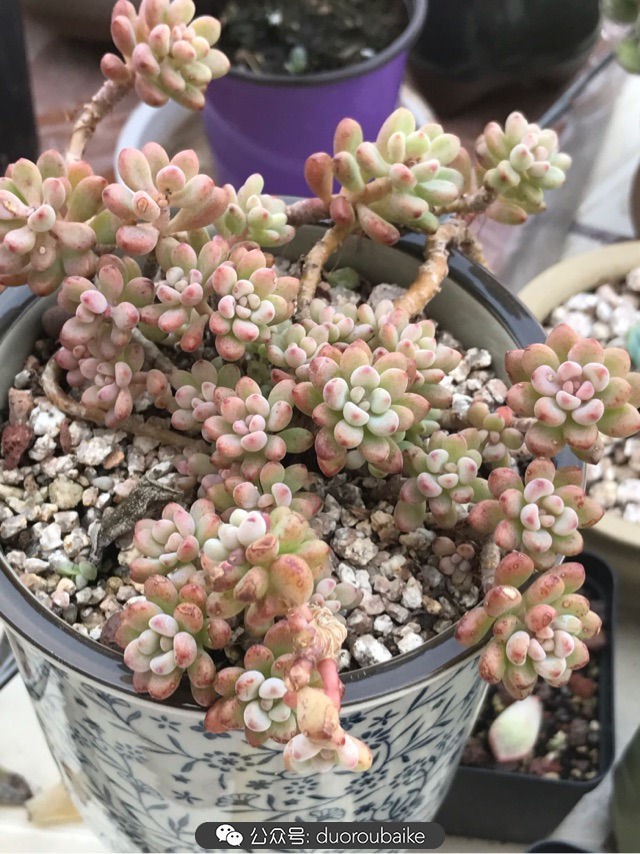 温差大多肉怎么会上色,温差大多肉才能出锦吗