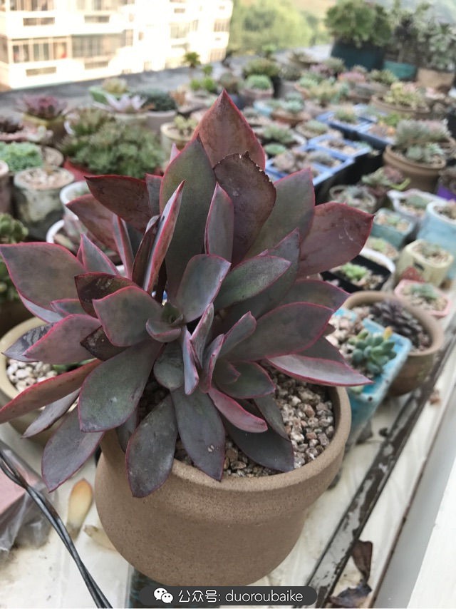 温差大多肉怎么会上色,温差大多肉才能出锦吗