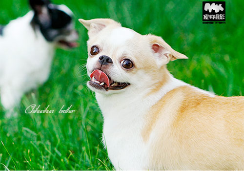 鹿犬跟吉娃娃的区别,铁包金鹿犬好还是咖啡色鹿犬好