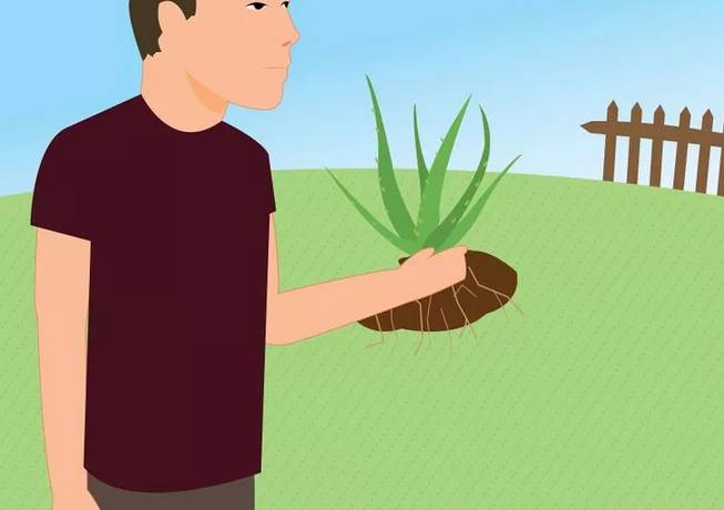 芦荟花烂根还能救活吗,如何救活蔫巴的芦荟