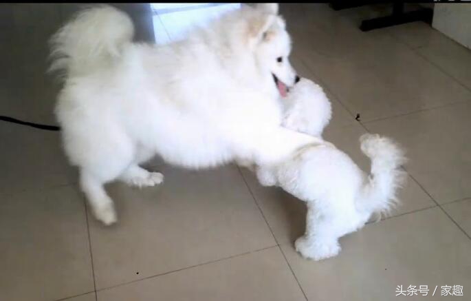 萨摩耶大战比熊，两团棉花打起来萌翻了，比熊却耍起流氓，辣眼睛