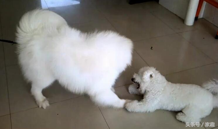 萨摩耶大战比熊，两团棉花打起来萌翻了，比熊却耍起流氓，辣眼睛