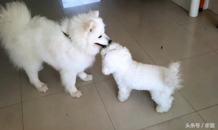 萨摩耶大战比熊，两团棉花打起来萌翻了，比熊却耍起流氓，辣眼睛