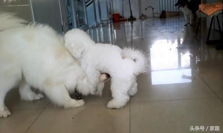 萨摩耶大战比熊，两团棉花打起来萌翻了，比熊却耍起流氓，辣眼睛