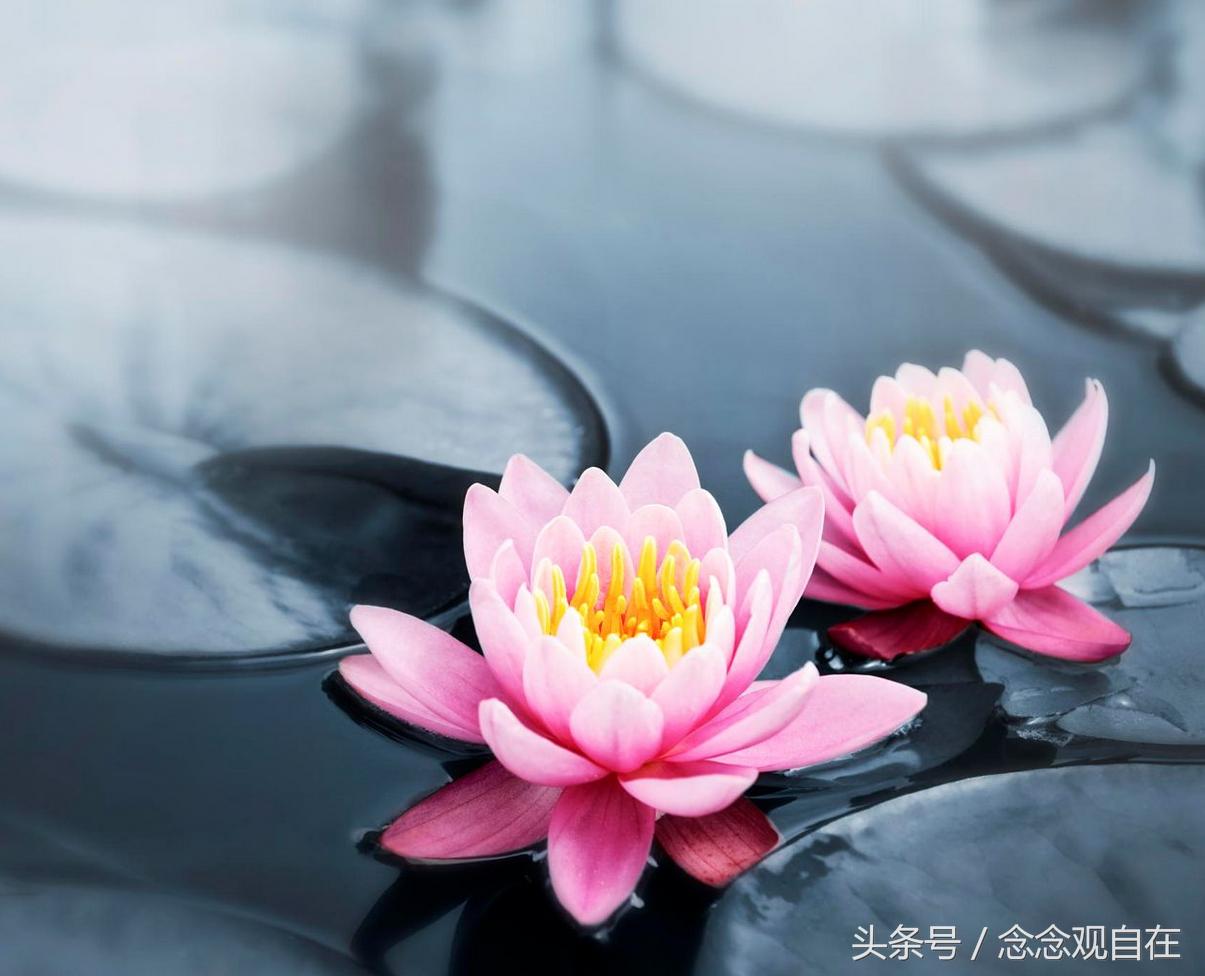 佛像里面的米生虫是怎么回事,佛教米已经生虫了怎么办