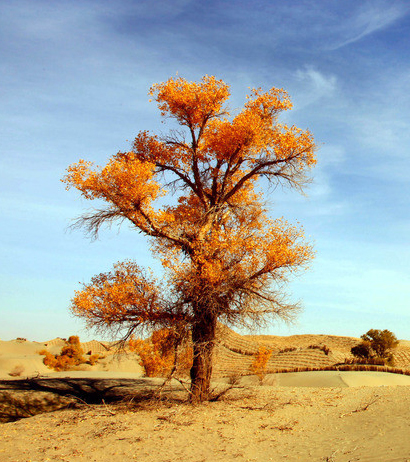 ps调色中式婚纱照,2022ps婚纱外景调色教程