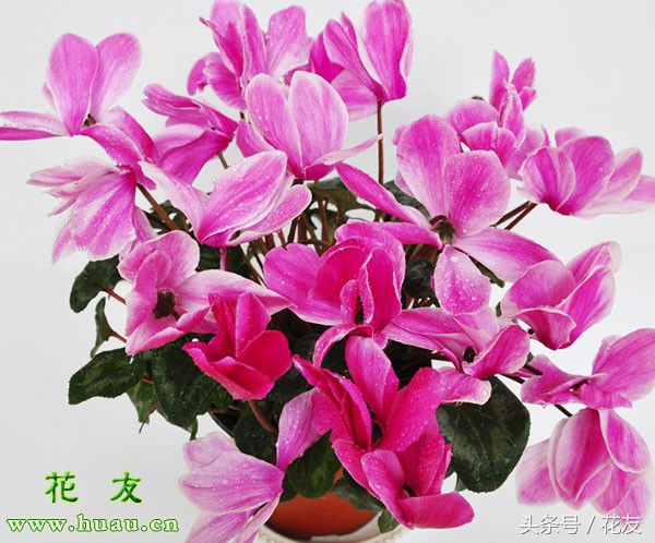 仙客来盆栽病虫害防治技术,仙客来花的病虫防治