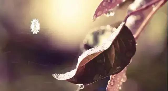 寒露节气养生指南,寒露节气如何养生寒露养生吃什么