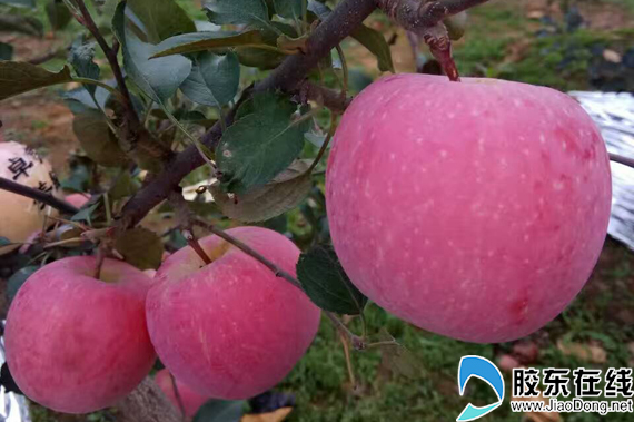 山东烟台红富士苹果脆甜现摘现发,烟台苹果又脆又甜红富士