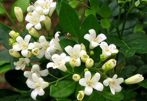 周杰伦哪首歌中有中药的名字,周杰伦多次提到中医中药的歌曲