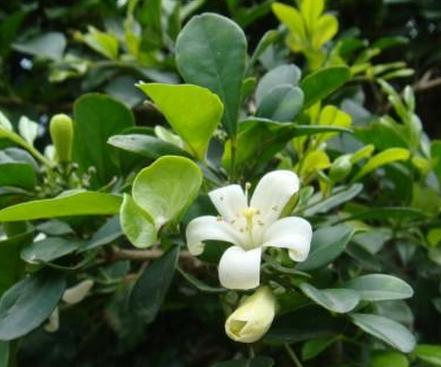 周杰伦哪首歌中有中药的名字,周杰伦多次提到中医中药的歌曲