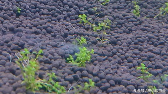 养鱼泥巴,养鱼的草泥