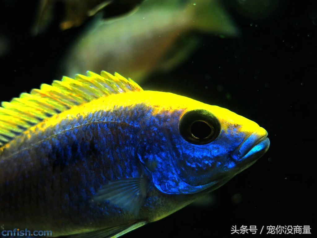 养鱼泥巴,养鱼的草泥