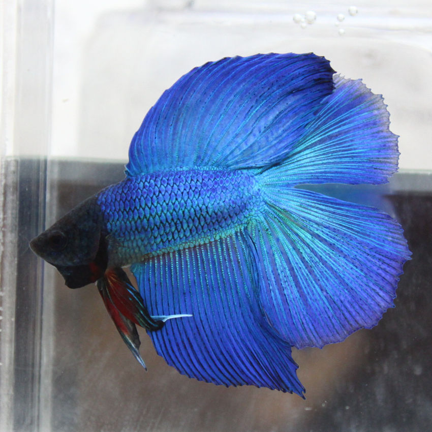 冬天怎么养殖100条泰国斗鱼,泰国斗鱼居家养殖指南