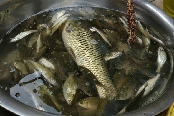 鱼塘钓鲫鱼最佳方法,鱼塘钓鲫鱼用什么饵料
