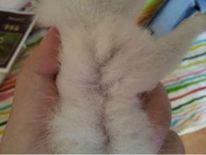 猫咪身上很多跳蚤该怎么处理,猫咪身体上有跳蚤怎么办