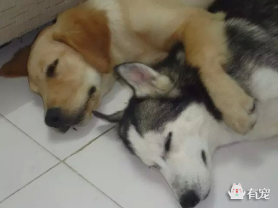 被哈士奇带大的博美,被哈士奇带偏的泰迪