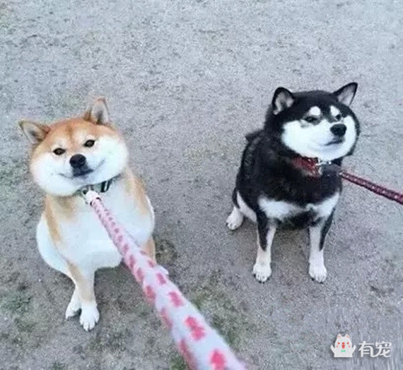 被哈士奇带大的博美,被哈士奇带偏的泰迪