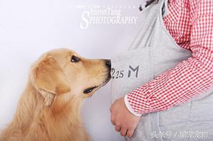 科学证明怀孕时可以养狗的,怀孕了养狗的亲身经历