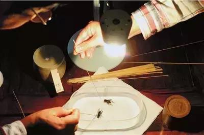 春秋斗蛐蛐历史,斗蛐蛐是哪个朝代的历史