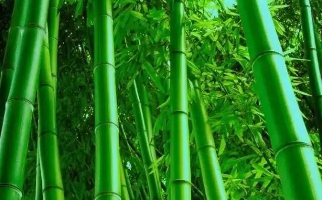 马云称：这是中国独有智慧，比任何材质更具风韵气质-竹，风