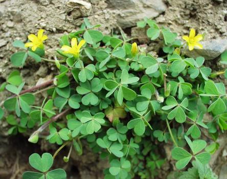 路边的花草也能治愈生活,路边的花可以带回家种吗