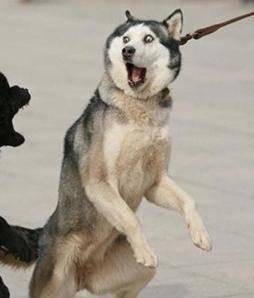 狗萌宠有哪些品种,18种萌宠狗狗