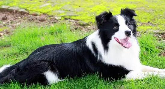 狗萌宠有哪些品种,18种萌宠狗狗