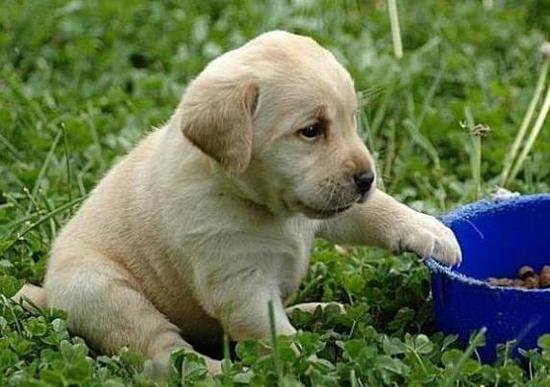 狗萌宠有哪些品种,18种萌宠狗狗