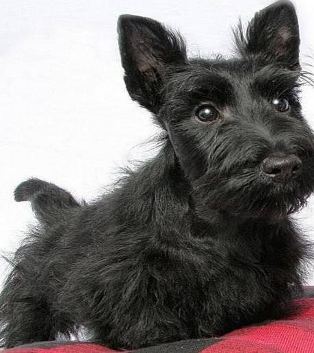 狗萌宠有哪些品种,18种萌宠狗狗