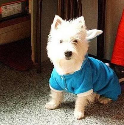 狗萌宠有哪些品种,18种萌宠狗狗