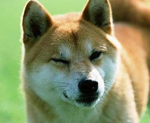 狗萌宠有哪些品种,18种萌宠狗狗