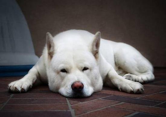 狗萌宠有哪些品种,18种萌宠狗狗